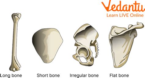 alluc bones
